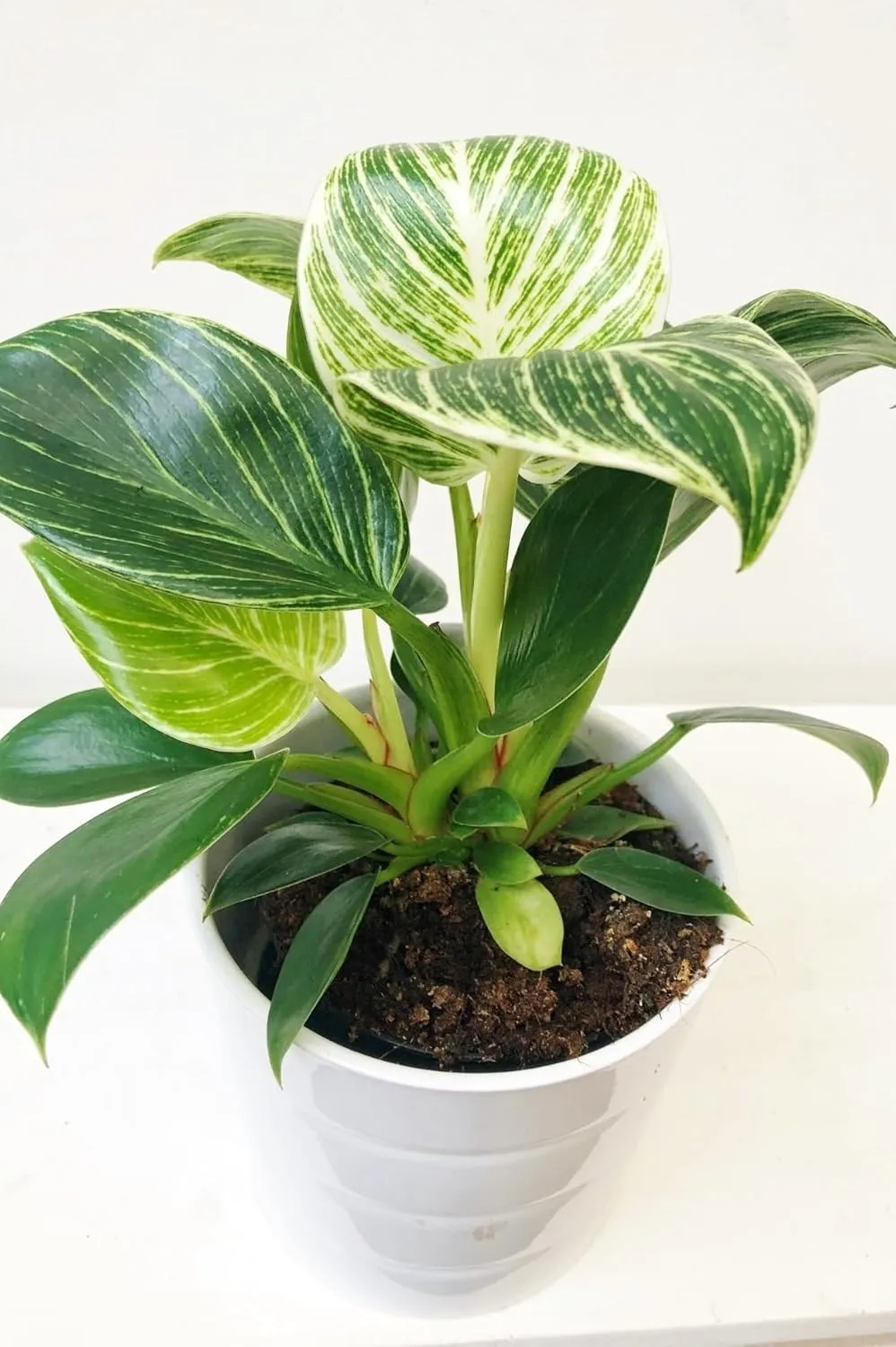 Birkin White Measure - 2 Live Plants in 2 Inch Pots - Philodendron Birkin - Rare and Beautiful Indoor Houseplant Tropical Masterpiece