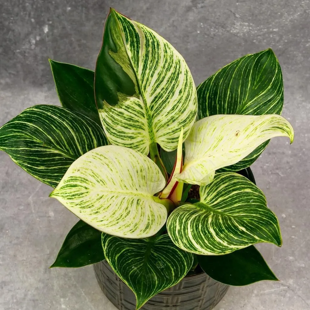 Birkin White Measure - 2 Live Plants in 2 Inch Pots - Philodendron Birkin - Rare and Beautiful Indoor Houseplant Tropical Masterpiece