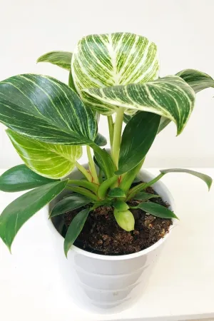 Birkin White Measure - 2 Live Plants in 2 Inch Pots - Philodendron Birkin - Rare and Beautiful Indoor Houseplant Tropical Masterpiece